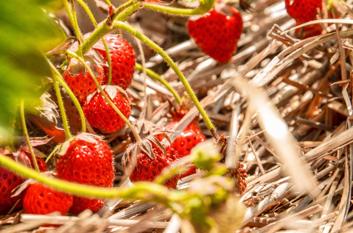 Strawberry Picking | Ottawa 2018